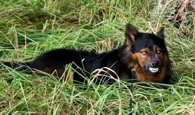 Fotochallenge Nr. 47 - Zeigt die Zähne-Beitrag-Bild