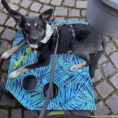 Hundetreffen-Spieltreff und Gassifreund gesucht-Bild