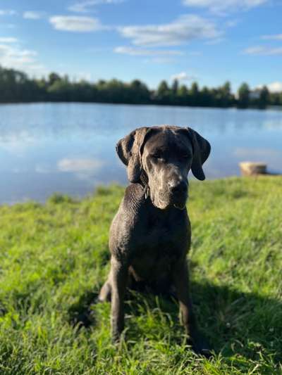Cane Corso-Beitrag-Bild