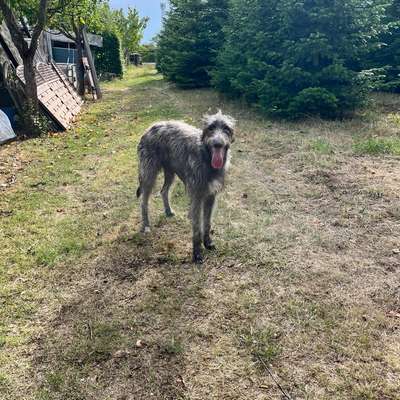 Hundetreffen-Deerhound - Treffen/Spaziergang-Bild