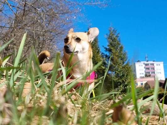 Dogorama Photo Challenge - Der Frühling kommt-Beitrag-Bild