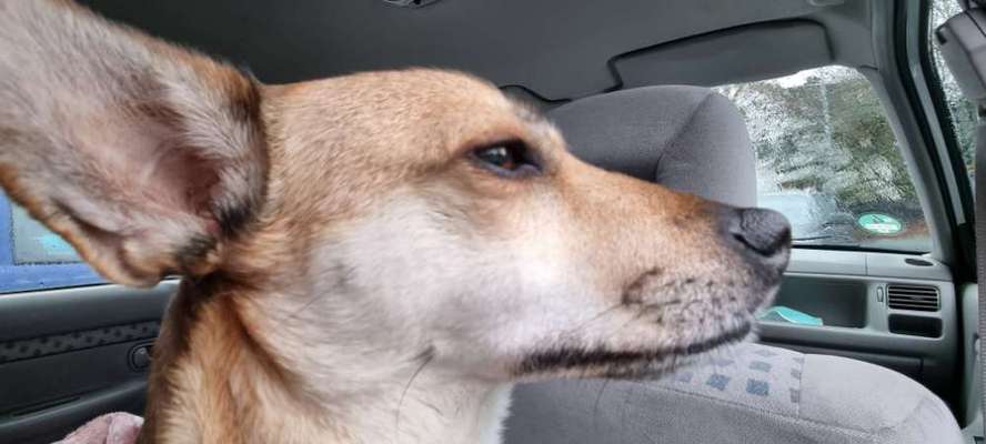 FOTOCHALLENGE 70 - Dein Hund im Auto-Beitrag-Bild