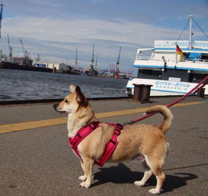 Dogorama Photo Challenge - Tierischer Urlaub-Beitrag-Bild