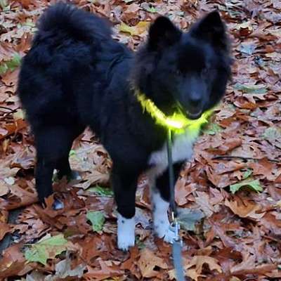 Hundetreffen-Zusammen Spatzieren gehen-Bild