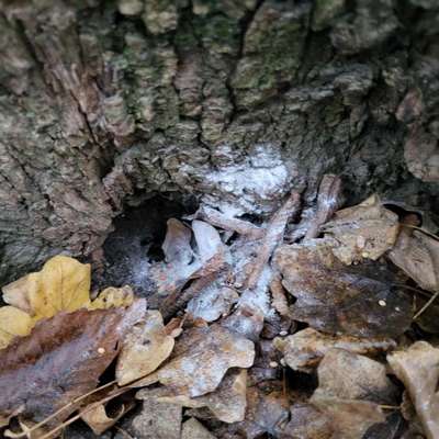 Giftköder-Weißes Pulver-Bild