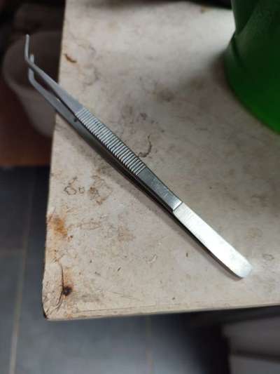 Zecke am Kopf entfernen - Hund zeigt Zähne-Beitrag-Bild