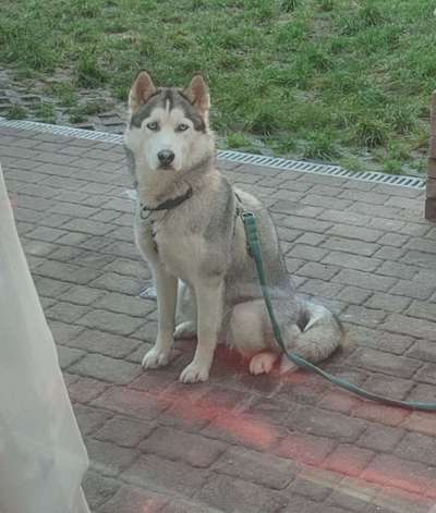 Reinrassige Hunde?-Beitrag-Bild