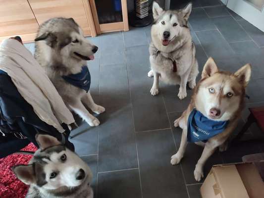 Spitzname(n) Deines Hundes-Beitrag-Bild