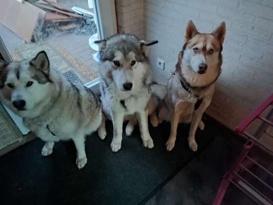 Reinrassige Hunde?-Beitrag-Bild