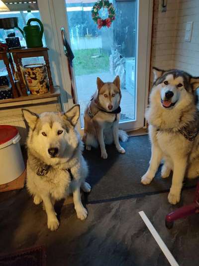 Unsere Fellnasen im Regenbogenland-Beitrag-Bild