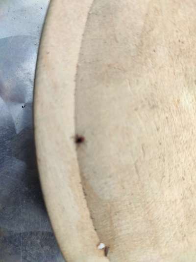 Zecke mit großem Kopf?-Beitrag-Bild