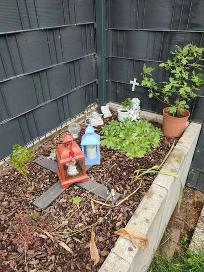 Tod seines geliebten Vierbeiners-Beitrag-Bild