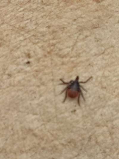 Zecke mit großem Kopf?-Beitrag-Bild