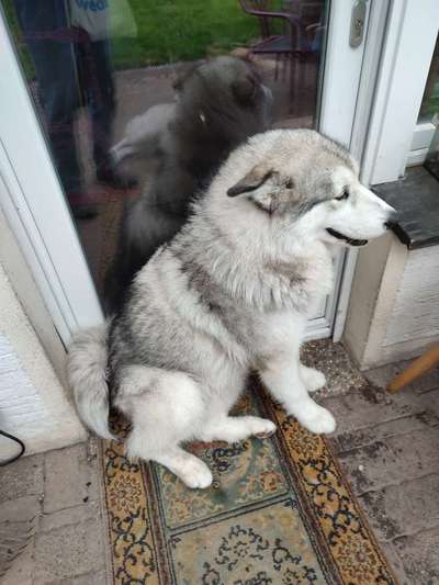 Als Welpen sind sie alle noch süßer-Beitrag-Bild