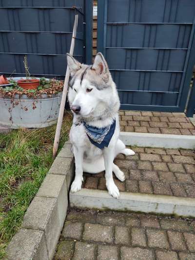 Auslandstierschutz-Beitrag-Bild