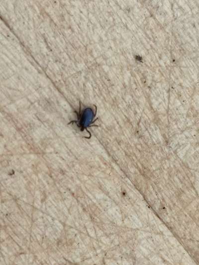 Zecke mit großem Kopf?-Beitrag-Bild