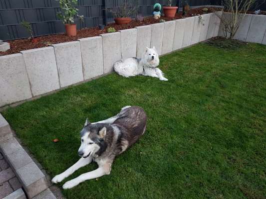 Unsere Fellnasen im Regenbogenland-Beitrag-Bild