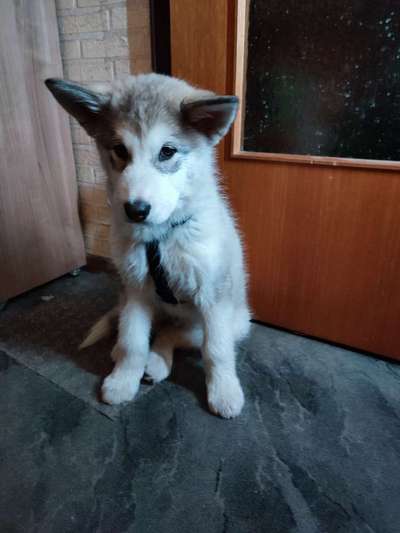 Welpen Bilder !-Beitrag-Bild