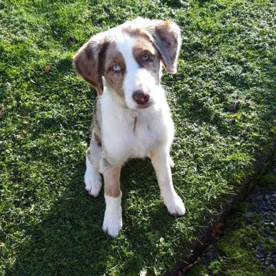 Mischlingshunde Foto Aufruf-Beitrag-Bild