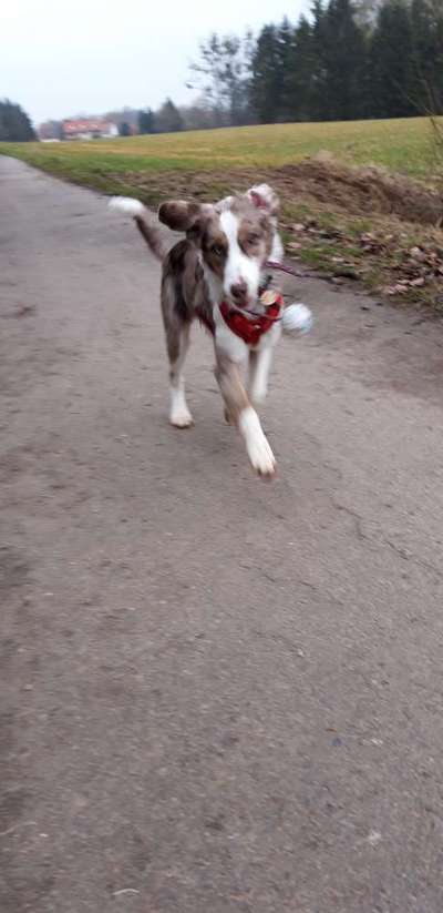 Dogorama Photo Challenge - Lieblingsspielzeug!-Beitrag-Bild