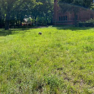 Hundeauslaufgebiet-Bei der Apostelkirche/Hellkamp -Bild