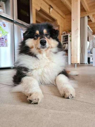 Langhaar Collies-Beitrag-Bild