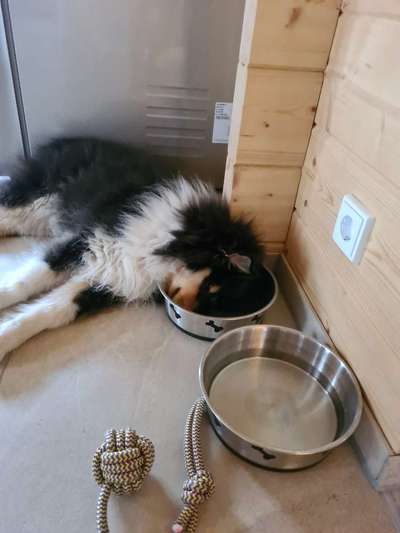 Langhaar Collies-Beitrag-Bild