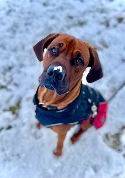 Die besten Hundeblicke 🐾❤️-Beitrag-Bild