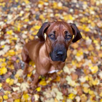 Hundetreffen-Suche Spiel und Gassi Freunde😉-Bild