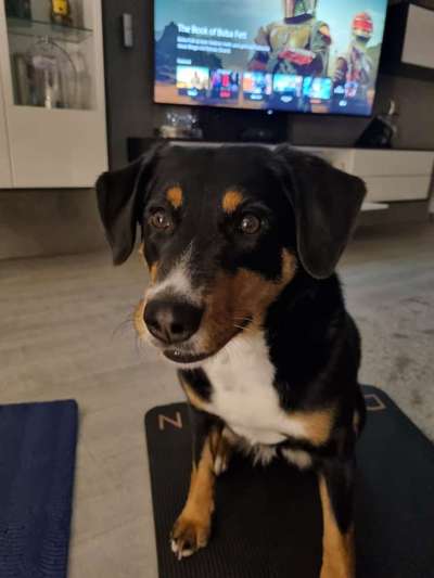 Hunderunde-Beitrag-Bild