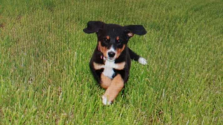 Vom Welpen zum Hund-Beitrag-Bild