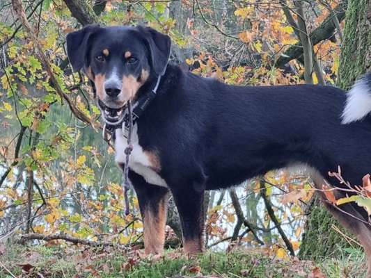 Vom Welpen zum Hund-Beitrag-Bild