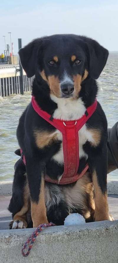 Berner Sennen-Beitrag-Bild