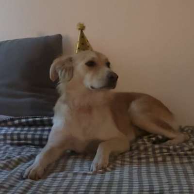 Hundetreffen-Spielgefährte für Kiana-Bild