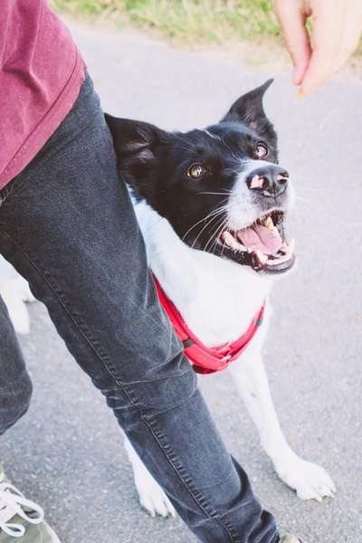 Unsere Fellnasen im Regenbogenland-Beitrag-Bild