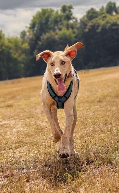 Dogorama Photo Challenge - Portrait-Beitrag-Bild