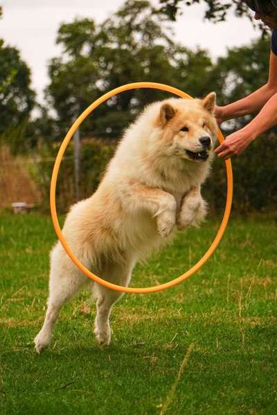 Dogorama Photo Challenge - Rund-Beitrag-Bild