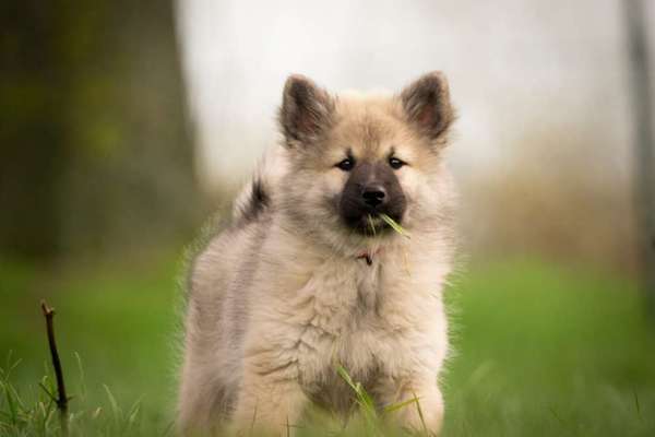 Welpen Bilder !-Beitrag-Bild