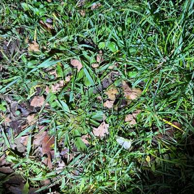 Giftköder-Evtl. Giftköder ?-Bild