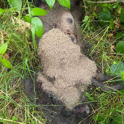 Giftköder-Wachbärkadaver-Bild