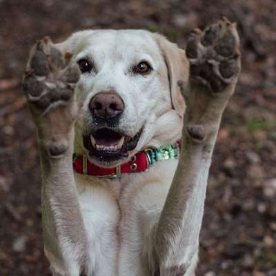 Hundetreffen-Gemeinsamer Spaziergang-Bild