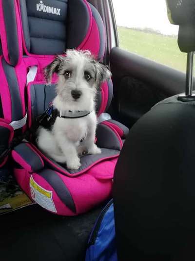 FOTOCHALLENGE 70 - Dein Hund im Auto-Beitrag-Bild