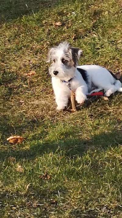 Mischlinge raten - Rätselspaß-Beitrag-Bild