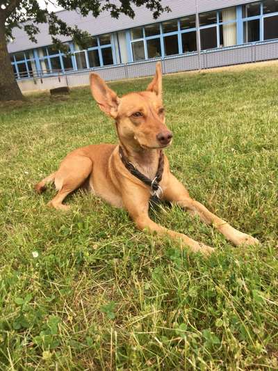 Windhundtreffen - PLZ-Beitrag-Bild