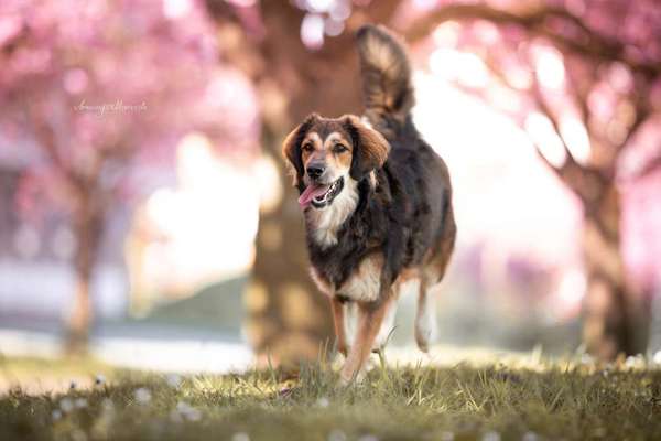 Mischlingshunde Foto Aufruf-Beitrag-Bild