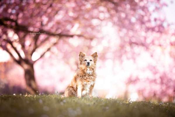 Mischlingshunde Foto Aufruf-Beitrag-Bild