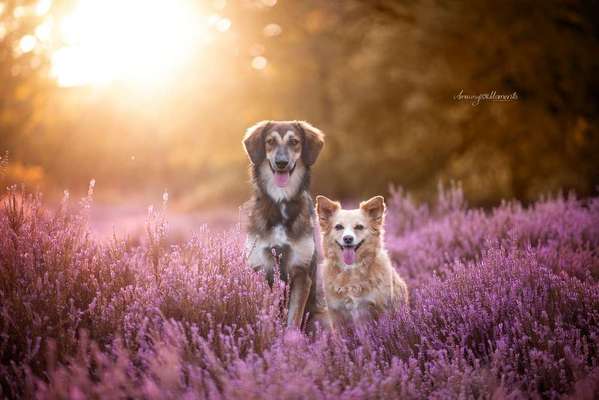 Mischlinge - die beste Rasse die es gibt-Beitrag-Bild