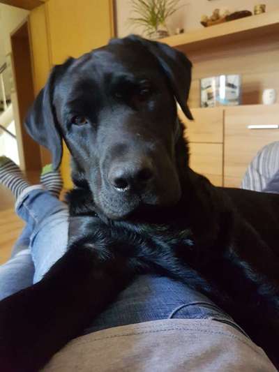 CHALLENGE NR. 19 - Der Hundeblick-Beitrag-Bild