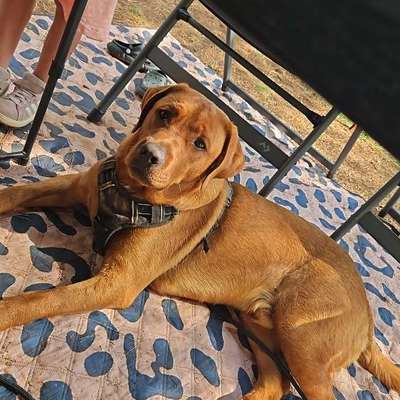 Hundetreffen-Spielkameraden gesucht-Bild