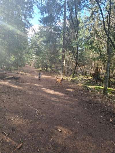 Hundeauslaufgebiet-Hundewald Trappenkamp-Bild